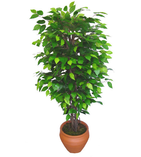 Ficus Benjamin 1,50 cm   stanbul Kadky anneler gn iek yolla 