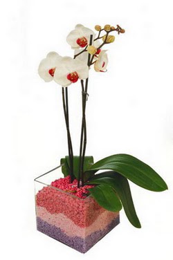  stanbul Kadky uluslararas iek gnderme  tek dal cam yada mika vazo ierisinde orkide