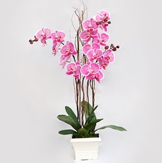  stanbul Kadky cicekciler , cicek siparisi  2 adet orkide - 2 dal orkide