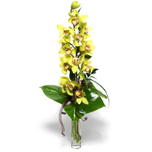  stanbul Kadky iek yolla  1 dal orkide iegi - cam vazo ierisinde -