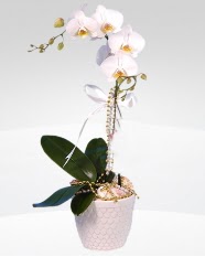 1 dall orkide saks iei  stanbul Kadky online ieki , iek siparii 