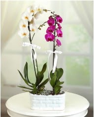 1 dal beyaz 1 dal mor yerli orkide saksda  stanbul Kadky iek servisi , ieki adresleri 