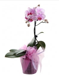 1 dal pembe orkide saks iei  stanbul Kadky kaliteli taze ve ucuz iekler 