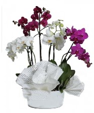4 dal mor orkide 2 dal beyaz orkide  stanbul Kadky anneler gn iek yolla 