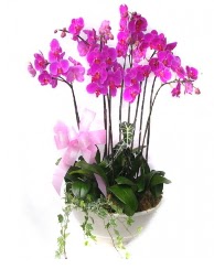 9 dal orkide saks iei  stanbul Kadky gvenli kaliteli hzl iek 