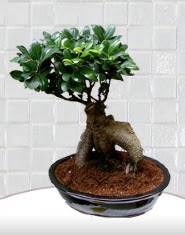 saks iei japon aac bonsai  stanbul Kadky kaliteli taze ve ucuz iekler 