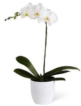 1 dall beyaz orkide  stanbul Kadky 14 ubat sevgililer gn iek 