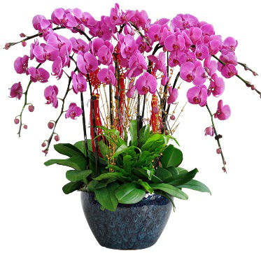 9 dall mor orkide  stanbul Kadky 14 ubat sevgililer gn iek 