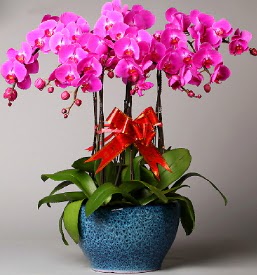 7 dall mor orkide  stanbul Kadky iek online iek siparii 