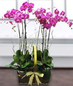4 dall mor orkide  stanbul Kadky gvenli kaliteli hzl iek 