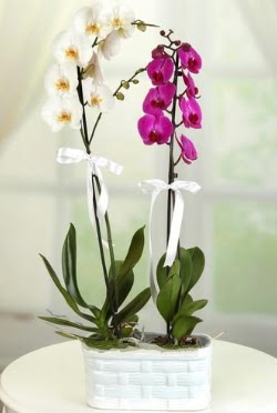 1 mor 1 dal beyaz thal orkide sepet ierisinde  stanbul Kadky iek maazas , ieki adresleri 