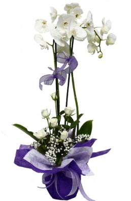 2 dall beyaz orkide 5 adet beyaz gl  stanbul Kadky ieki maazas 