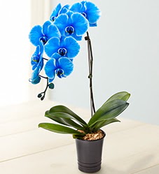 1 dall sper esiz mavi orkide  stanbul Kadky iek maazas , ieki adresleri 