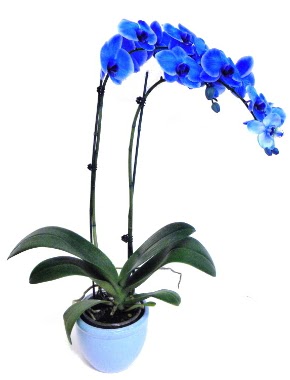 Seramikli 2 dall sper esiz mavi orkide  stanbul Kadky iek servisi , ieki adresleri 