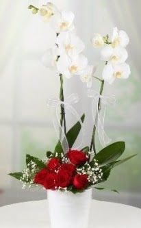 2 dall beyaz orkide 7 adet krmz gl  stanbul Kadky 14 ubat sevgililer gn iek 