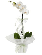 1 dal beyaz orkide iei  stanbul Kadky iek siparii vermek 