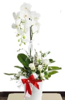 Tek dall beyaz orkide 5 beyaz gl  stanbul Kadky iek siparii sitesi 