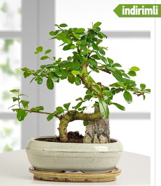 S eklinde ithal gerek bonsai japon aac  stanbul Kadky internetten iek sat 