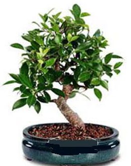 5 yanda japon aac bonsai bitkisi  stanbul Kadky anneler gn iek yolla 