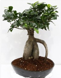 5 yanda japon aac bonsai bitkisi  stanbul Kadky internetten iek sat 