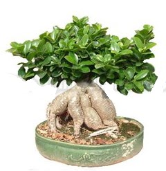 Japon aac bonsai saks bitkisi  stanbul Kadky iek gnderme 