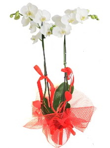 2 dall beyaz orkide bitkisi  stanbul Kadky uluslararas iek gnderme 
