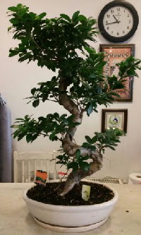 100 cm yksekliinde dev bonsai japon aac  stanbul Kadky nternetten iek siparii 
