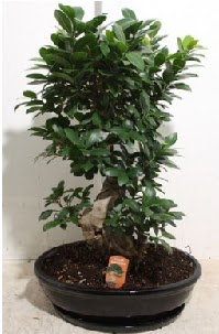 75 CM Ginseng bonsai Japon aac  stanbul Kadky hediye iek yolla 