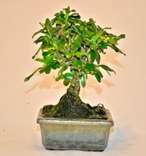 Zelco bonsai saks bitkisi  stanbul Kadky iek servisi , ieki adresleri 