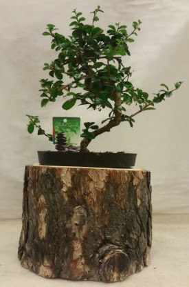 Doal ktk iinde bonsai japon aac  stanbul Kadky nternetten iek siparii 