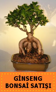 Ginseng bonsai sat japon aac  stanbul Kadky cicek , cicekci 