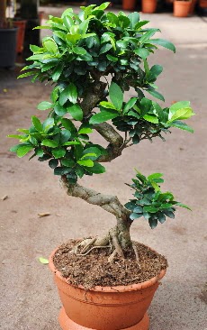 Orta boy bonsai saks bitkisi  stanbul Kadky internetten iek siparii 