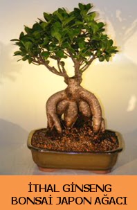 thal japon aac ginseng bonsai sat  stanbul Kadky nternetten iek siparii 