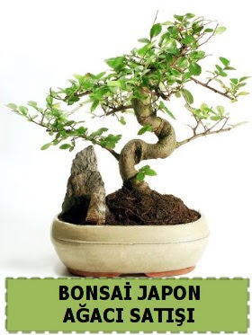 Bonsai japon  aac sat Minyatr thal  stanbul Kadky internetten iek siparii 