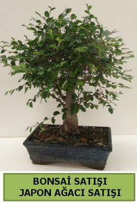 Minyatr bonsai japon aac sat  stanbul Kadky iek gnderme sitemiz gvenlidir 