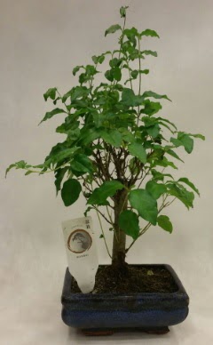 Minyatr bonsai japon aac sat  stanbul Kadky ieki telefonlar 