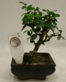Kk minyatr bonsai japon aac  stanbul Kadky iek gnderme 