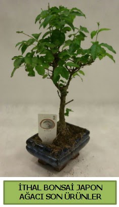 thal bonsai japon aac bitkisi  stanbul Kadky hediye sevgilime hediye iek 