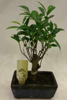 Japon aac bonsai bitkisi sat  stanbul Kadky ieki telefonlar 