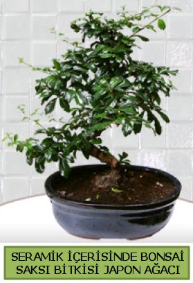 Seramik vazoda bonsai japon aac bitkisi  stanbul Kadky iek siparii sitesi 