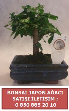 Japon aac minyar bonsai sat  stanbul Kadky iek sat 