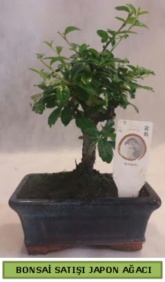 Minyatr bonsai aac sat  stanbul Kadky iek gnderme 