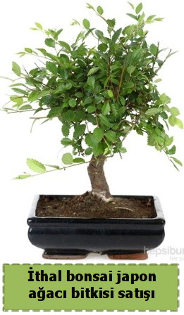 thal bonsai saks iei Japon aac sat  stanbul Kadky nternetten iek siparii 