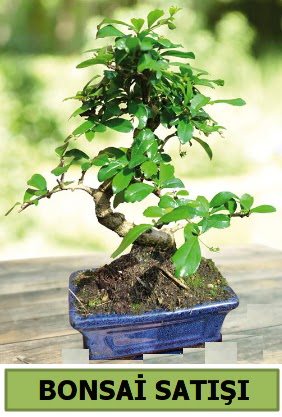 am bonsai japon aac sat  stanbul Kadky iek sat 