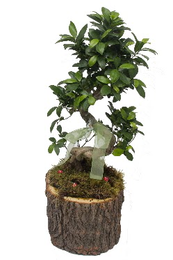 Doal ktkte bonsai saks bitkisi  stanbul Kadky nternetten iek siparii 