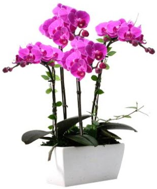 Seramik vazo ierisinde 4 dall mor orkide  stanbul Kadky iek sat 