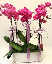 Beyaz seramik ierisinde 4 dall orkide  stanbul Kadky ucuz iek gnder 