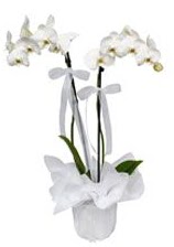 2 dall beyaz orkide  stanbul Kadky gvenli kaliteli hzl iek 