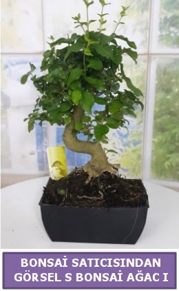 S dal erilii bonsai japon aac  stanbul Kadky iek sat 