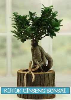 Ktk aa ierisinde ginseng bonsai  stanbul Kadky iek gnderme sitemiz gvenlidir 
